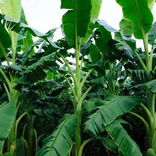 Green banana trees growing at field