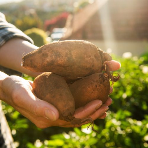 Side view hands holding organic sweet potato